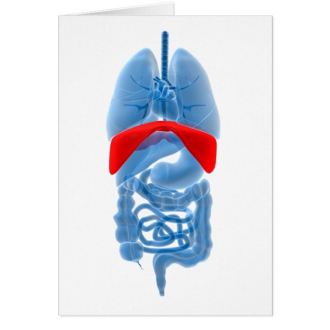 röntgenbild av inre organ med membran hälsningskort (Framsidan)