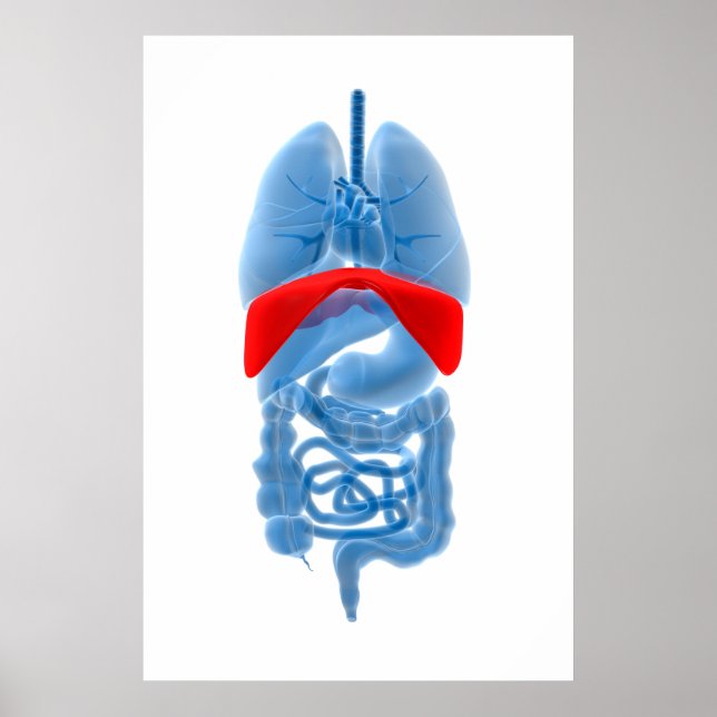 röntgenbild av inre organ med membran poster (Framsidan)