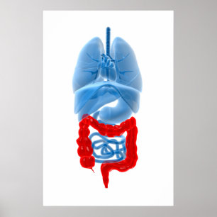 röntgenbild av interna organ med stor storlek poster