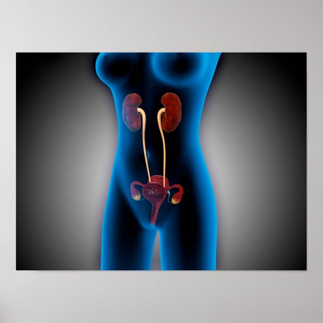 röntgenbild av kvinnlig kropp med reproduktionsför poster (Framsidan)