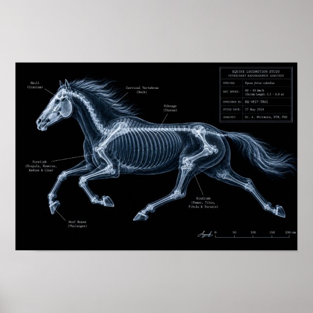 Röntgenstudie av hästs galopp poster (Framsidan)