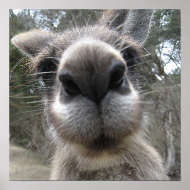 Roo Bob Poster (Framsidan)