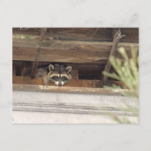 Roofie Raccoon vycard Vykort