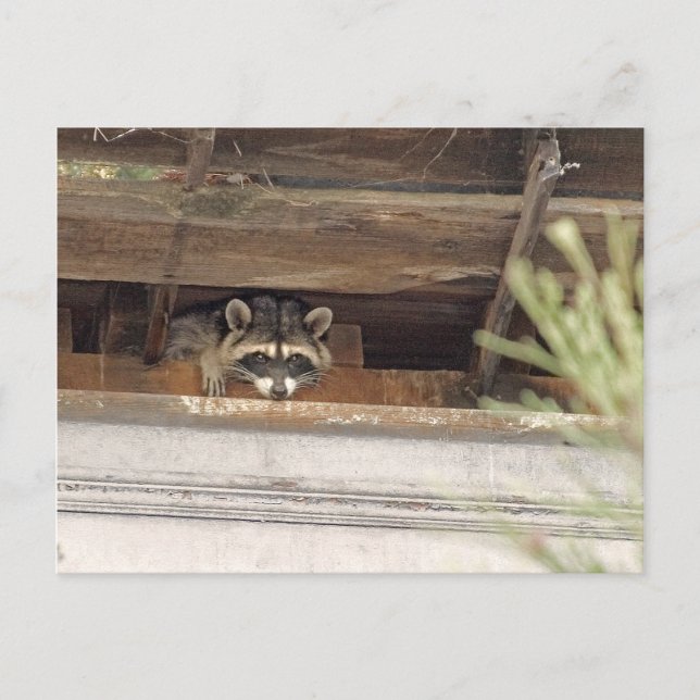 Roofie Raccoon vycard Vykort (Framsida)