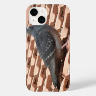 Rooftop Pigeon