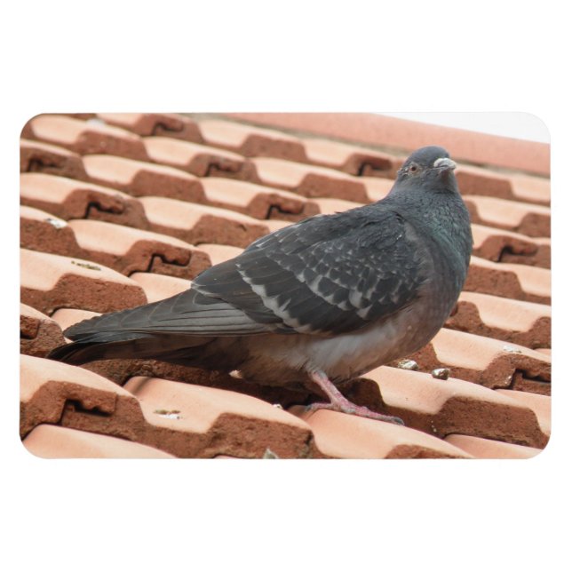 Rooftop Pigeon Premium Magnet (Horisontell)