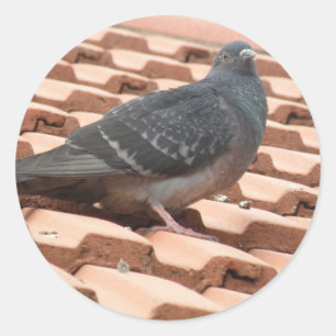 Rooftop Pigeon Sticker Runt Klistermärke
