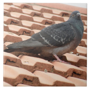 Rooftop Pigeon Tile Kakelplatta