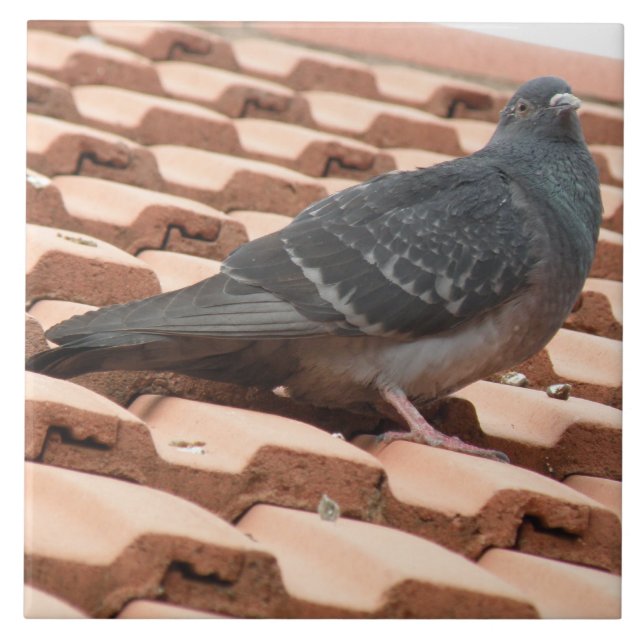 Rooftop Pigeon Tile Kakelplatta (Framsidan)