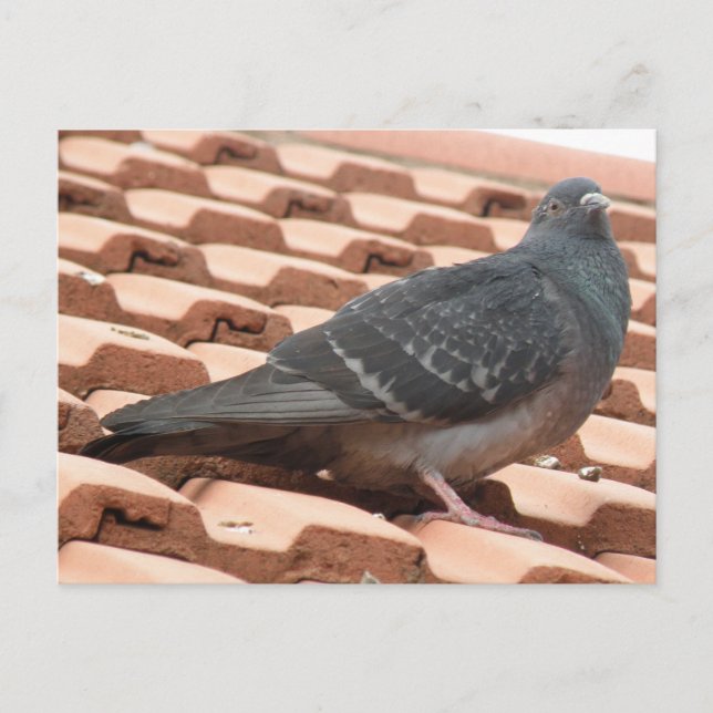 Rooftop Pigeon-vykort Vykort (Framsida)