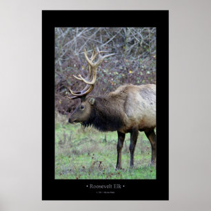 Roosevelt älg poster