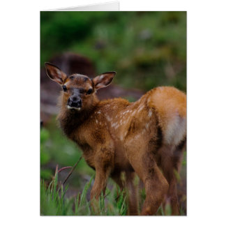 Roosevelt Elk Calf 1 OBS Kort