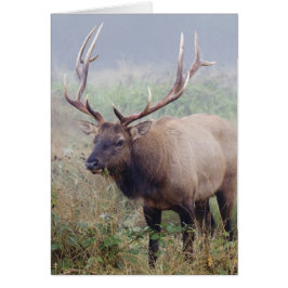 Roosevelt Elk Grazes vid Redwood National Park Hälsningskort