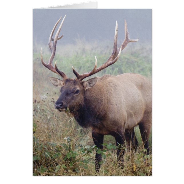Roosevelt Elk Grazes vid Redwood National Park Hälsningskort (Framsidan)