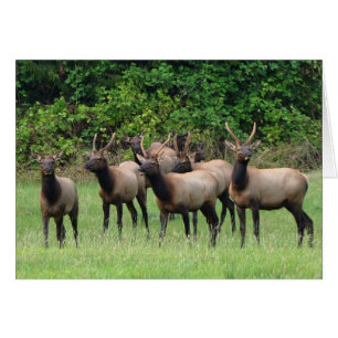 Roosevelt Elk Herd Hälsningskort