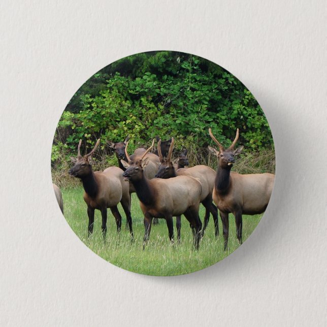 Roosevelt Elk Herd Knapp (Framsida)