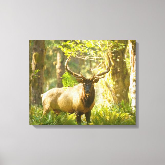 Roosevelt Elk | Olympic National Park, Washington Canvastryck (Framsida)
