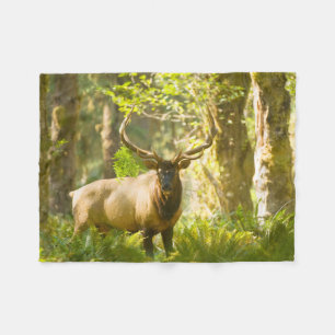 Roosevelt Elk Olympic National Park, Washington Fleecefilt