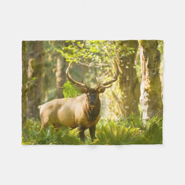 Roosevelt Elk | Olympic National Park, Washington Fleecefilt (Framsidan (Horisontell))