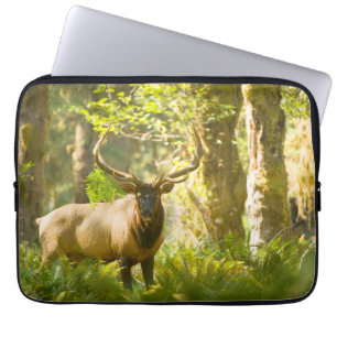 Roosevelt Elk   Olympic National Park, Washington Laptop Fodral