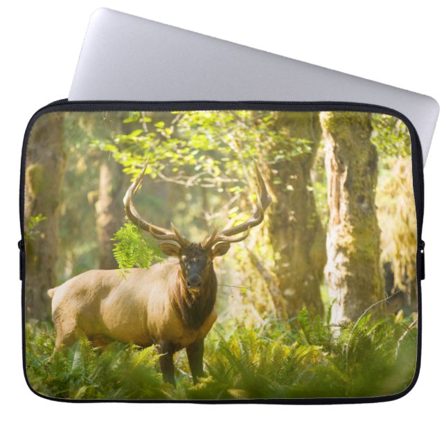Roosevelt Elk | Olympic National Park, Washington Laptop Fodral (Framsidan)
