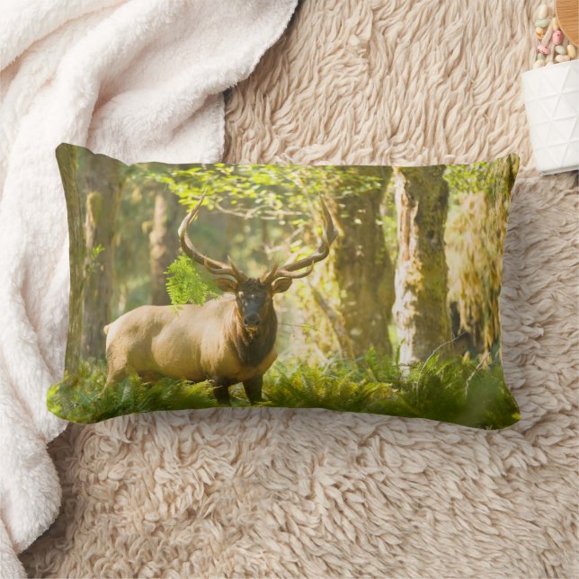 Roosevelt Elk | Olympic National Park, Washington Lumbarkudde (Filt)