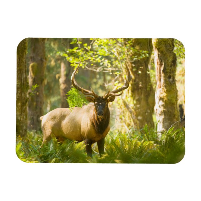 Roosevelt Elk | Olympic National Park, Washington Magnet (Horisontell)
