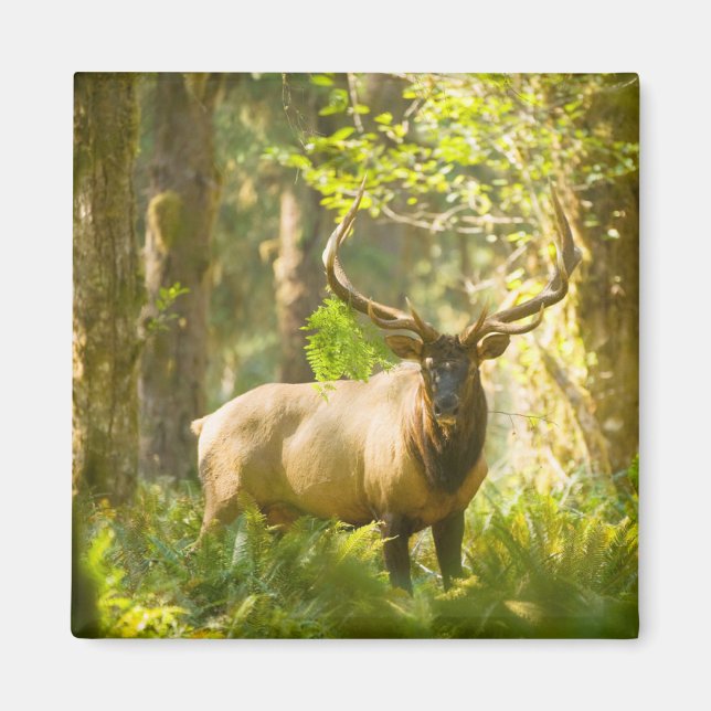 Roosevelt Elk | Olympic National Park, Washington Magnet (Framsidan)