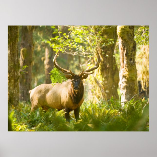 Roosevelt Elk | Olympic National Park, Washington Poster (Framsidan)