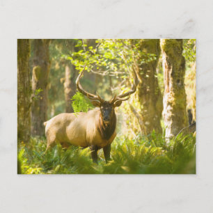 Roosevelt Elk Olympic National Park, Washington Vykort