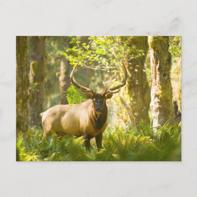 Roosevelt Elk | Olympic National Park, Washington Vykort (Framsida)