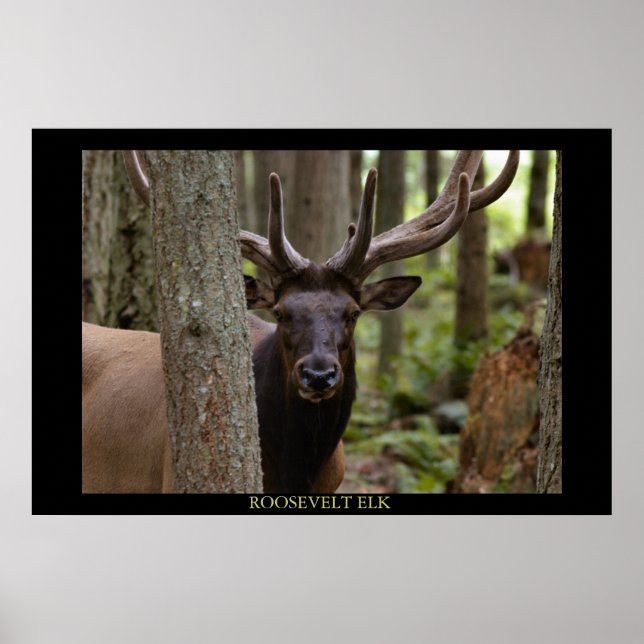 Roosevelt Elk Poster (Framsidan)