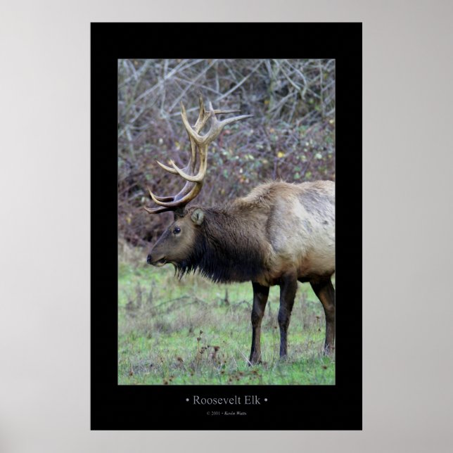Roosevelt Elk Poster (Framsidan)
