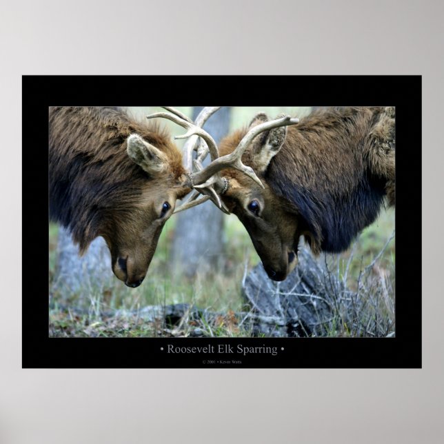 Roosevelt Elk Sparring Poster (Framsidan)