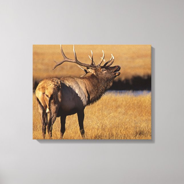 Roosevelt Eull Elk Wyoming Canvastryck (Framsida)