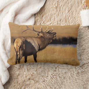 Roosevelt Eull Elk Wyoming Lumbarkudde