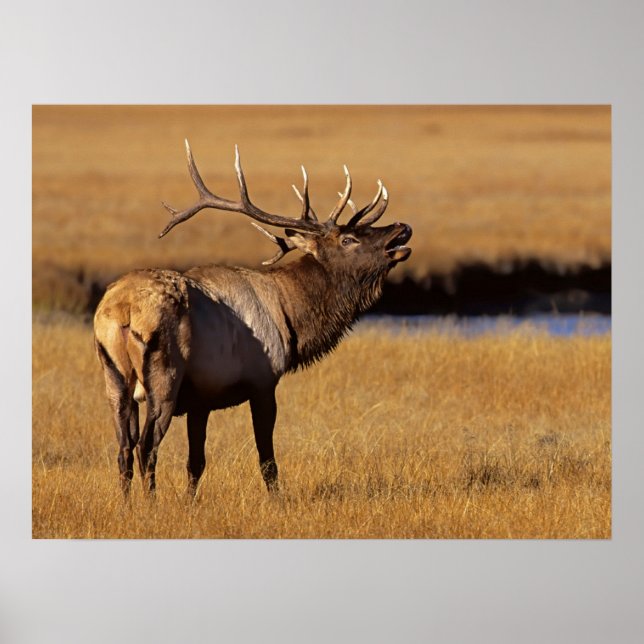 Roosevelt Eull Elk Wyoming Poster (Framsidan)
