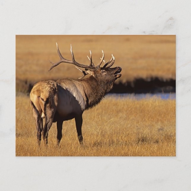 Roosevelt Eull Elk Wyoming Vykort (Framsida)