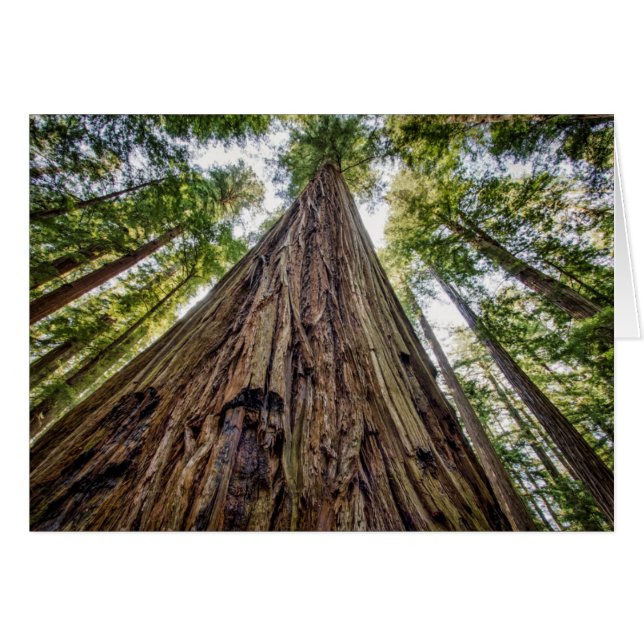 Roosevelt Grove Hälsningskort (Framsidan Horizontal)