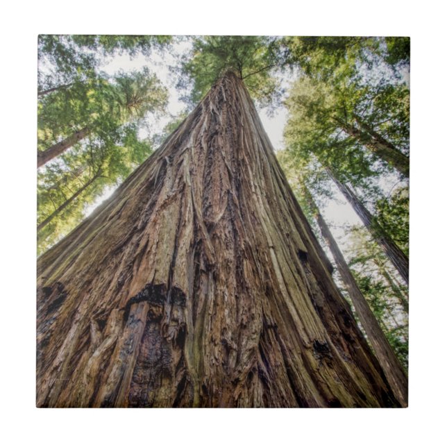 Roosevelt Grove Kakelplatta (Framsidan)