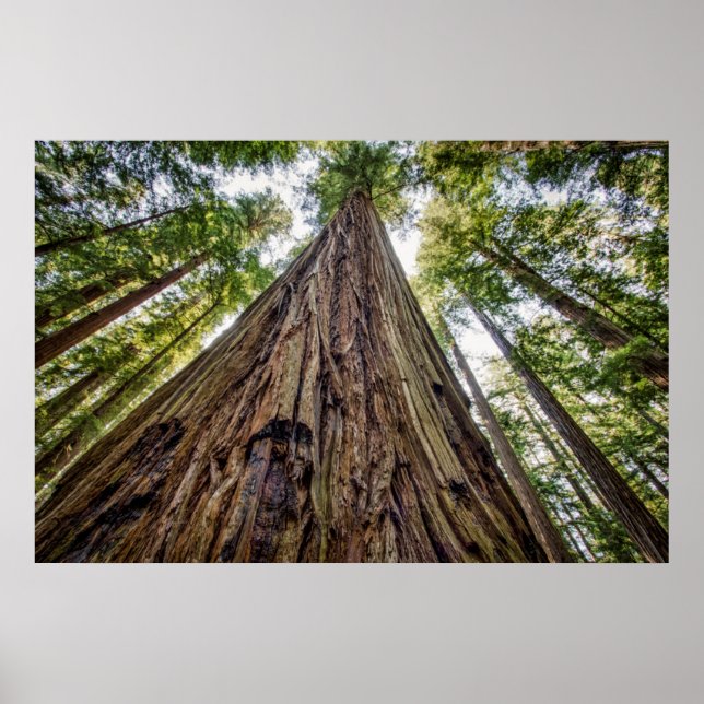 Roosevelt Grove Poster (Framsidan)