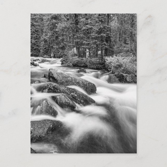 Roosevelt National Forest Stream Black and White Vykort (Framsida)