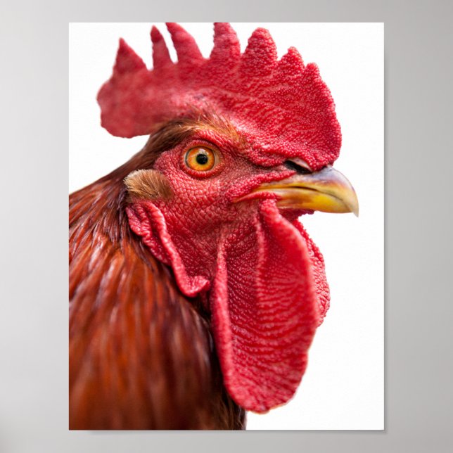 Rooster Face Poster (Framsidan)
