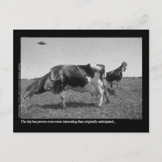 Roostercows vykort