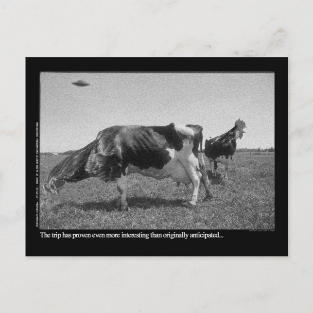 Roostercows vykort (Framsida)