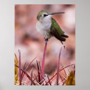 Roosting för trummakaktus poster
