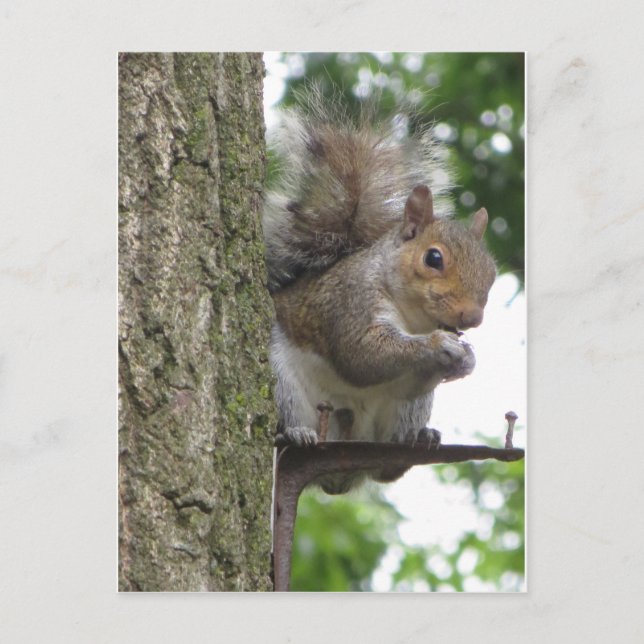 Roosting Squirrel Vykort (Framsida)