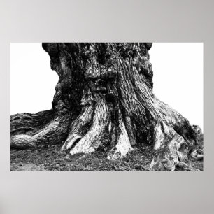 Root Poster