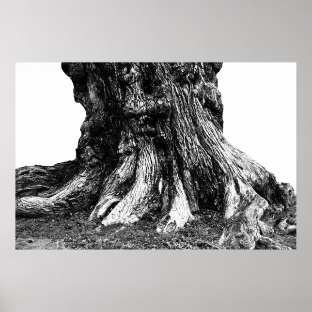 Root Poster (Framsidan)