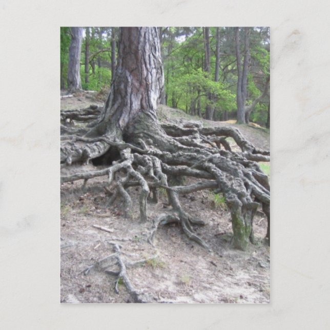 Root Vykort (Framsida)